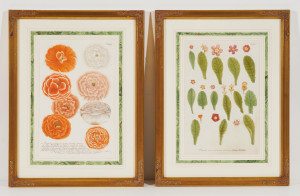 Image for Lot Unknown Artist - Botanical Engravings (2)