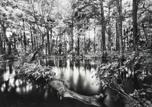 Image for Lot Clyde Butcher - Loxahatchee River #1