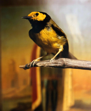 Image for Lot Andres Serrano - Hooded Warbler II