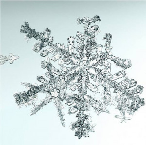 Image for Lot Doug & Mike Starn - Untitled (Snowflake)