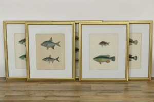 Image for Lot 5 Colored Engravings Fish 1842 Atlas D'Histoire