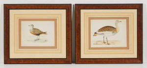 Image for Lot Artist Unknown - Great Bustard and Dotterel