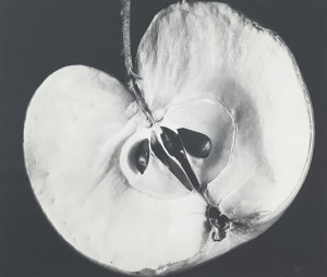 Image for Lot Unknown Artist - Untitled (Apple)
