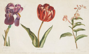 Image for Lot Artist Unknown - French Botanical Engraving