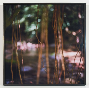 Image for Lot Mona Kuhn - Jungle Roots (from the Native series)