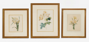 Image for Lot after Pierre-Joseph Redouté - Rosa Damascena (1) and Narcissus (2)