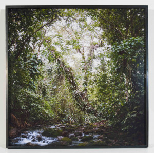 Image for Lot Mona Kuhn - Virgin Forest (from the Native series)