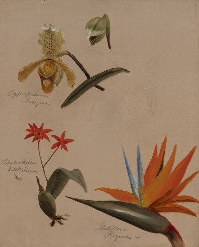 Image for Lot William Jacob Hays - Two Orchids and a Bird of Paradise