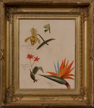 William Jacob Hays - Two Orchids and a Bird of Paradise