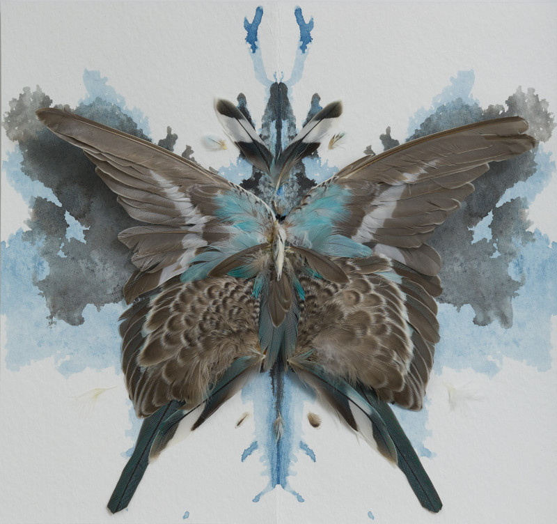 Unknown Artist - Bird Wing Butterfly Black and Blue
