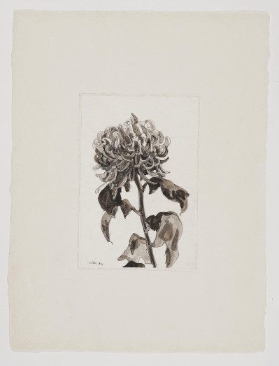 Unknown Artist - Untitled (Chrysanthemum)