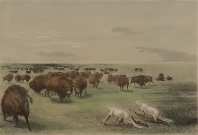 Image for Lot George Catlin - Buffalo Hunt Under the White Wolf skin