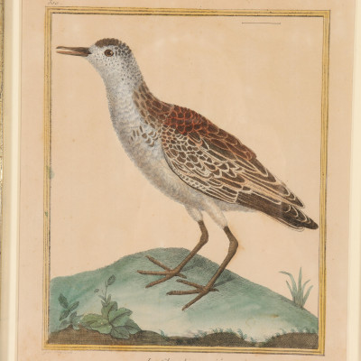 Pr Francois Martinet Birds, 18th C., col. Etching