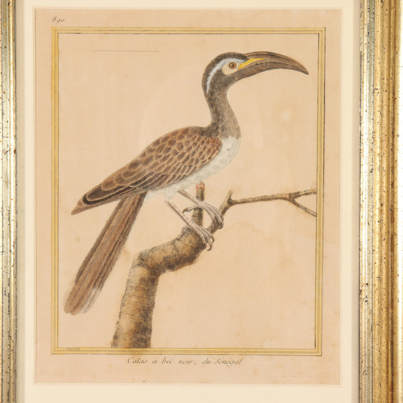Pr Francois Martinet Birds, 18th C., col. Etching