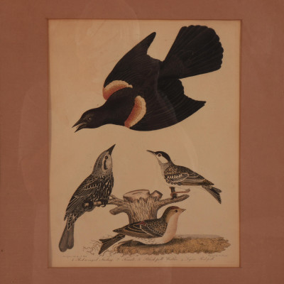 Three A. Wilson / A. Lawson Ornithological Prints