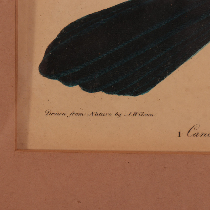 Three A. Wilson / A. Lawson Ornithological Prints