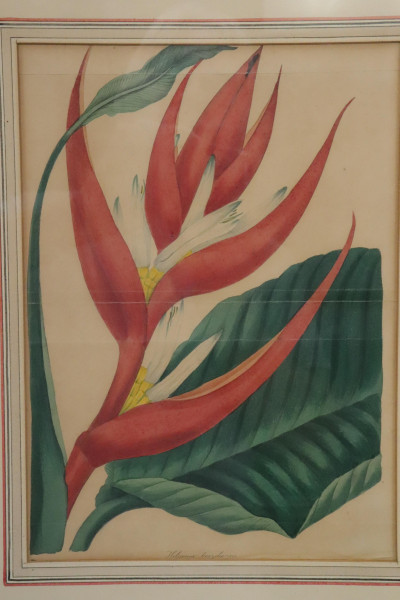6 Botanical color lithographs