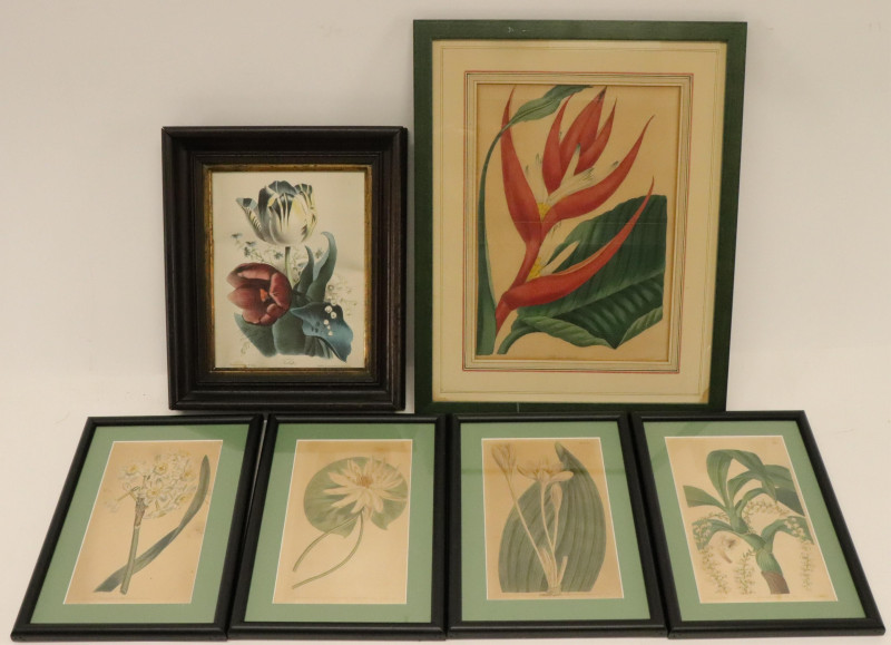 6 Botanical color lithographs