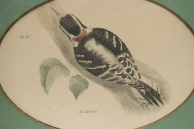 6 Framed prints of Birds, color plates