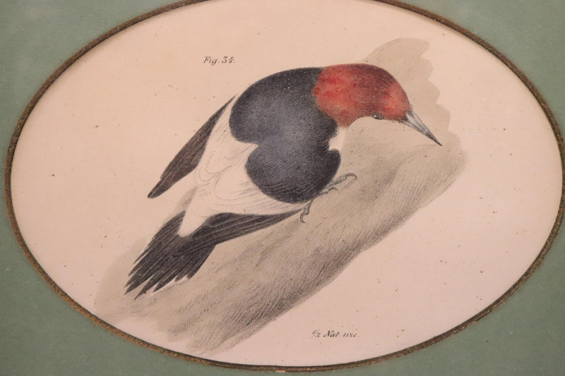 6 Framed prints of Birds, color plates