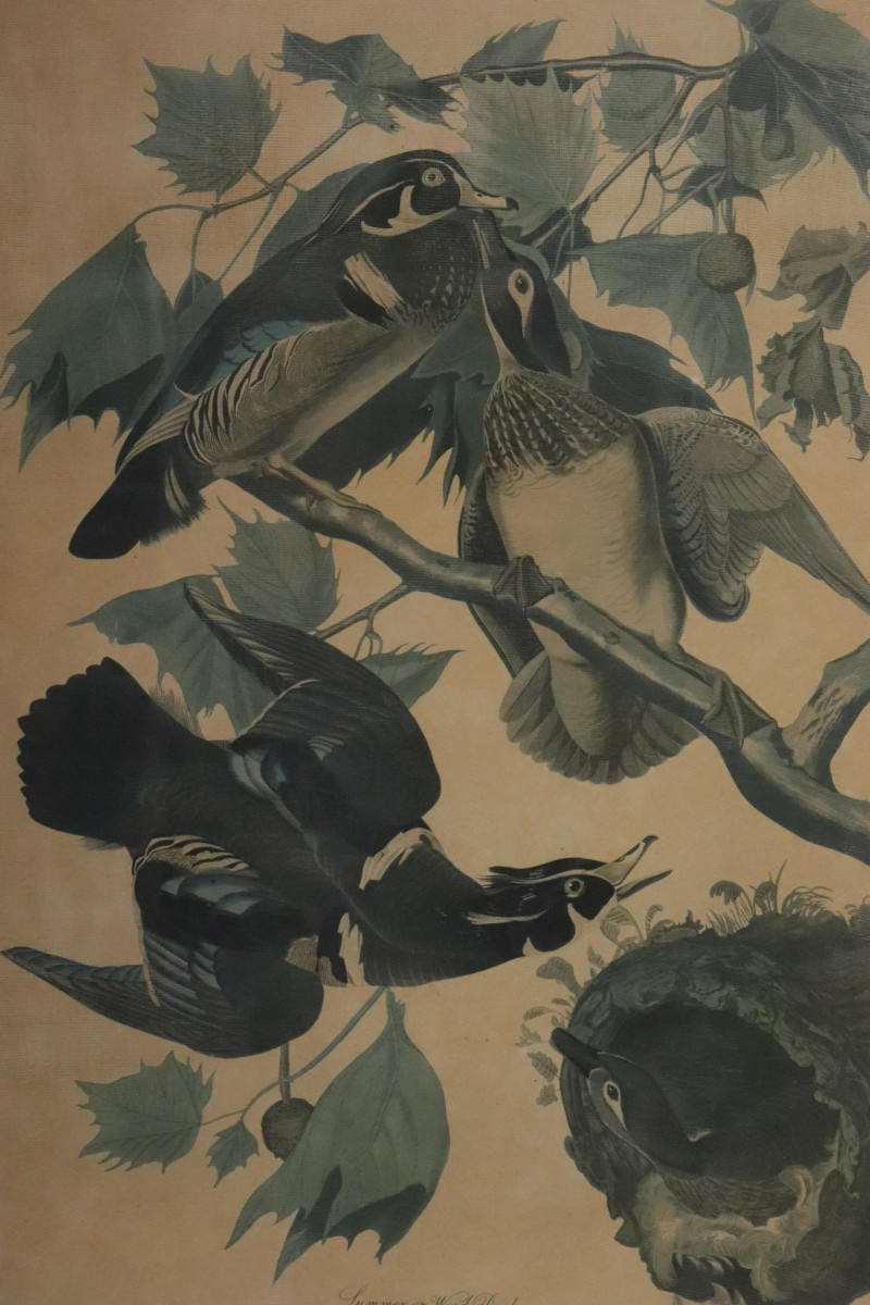'Wood Duck' JJ Audubon Reproduced Print
