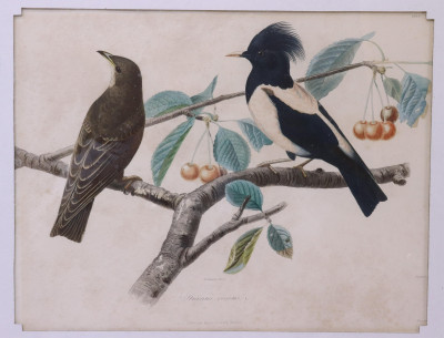 4 Colored Engravings; Bourdin 1842 Birds Bulldog