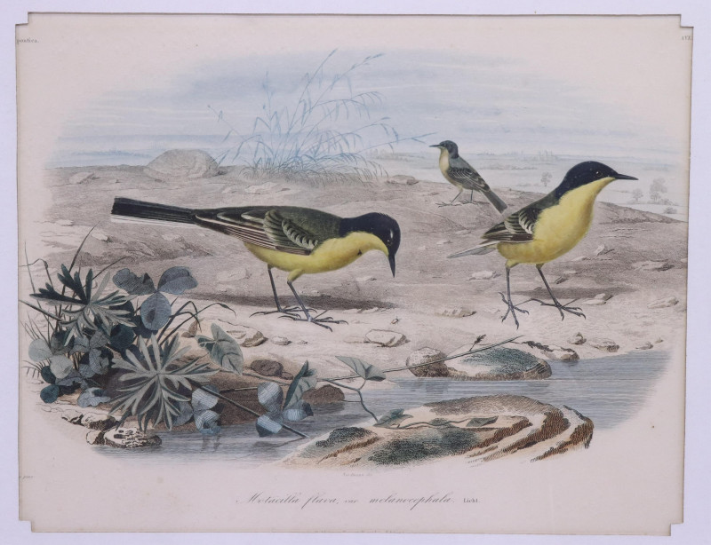 4 Colored Engravings; Bourdin 1842 Birds Bulldog