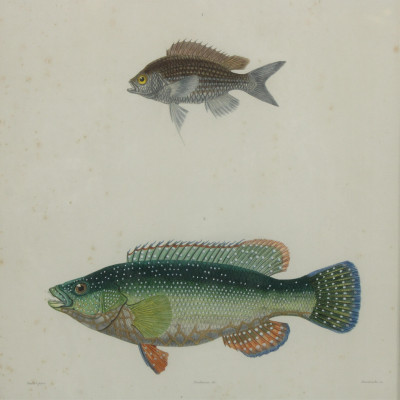 5 Colored Engravings Fish 1842 Atlas D'Histoire