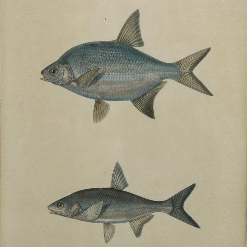 5 Colored Engravings Fish 1842 Atlas D'Histoire