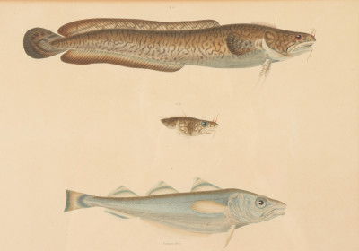 4 Colored Engravings of Fish Bourdin 1842