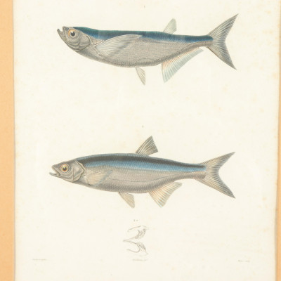 4 Colored Engravings of Fish Bourdin 1842