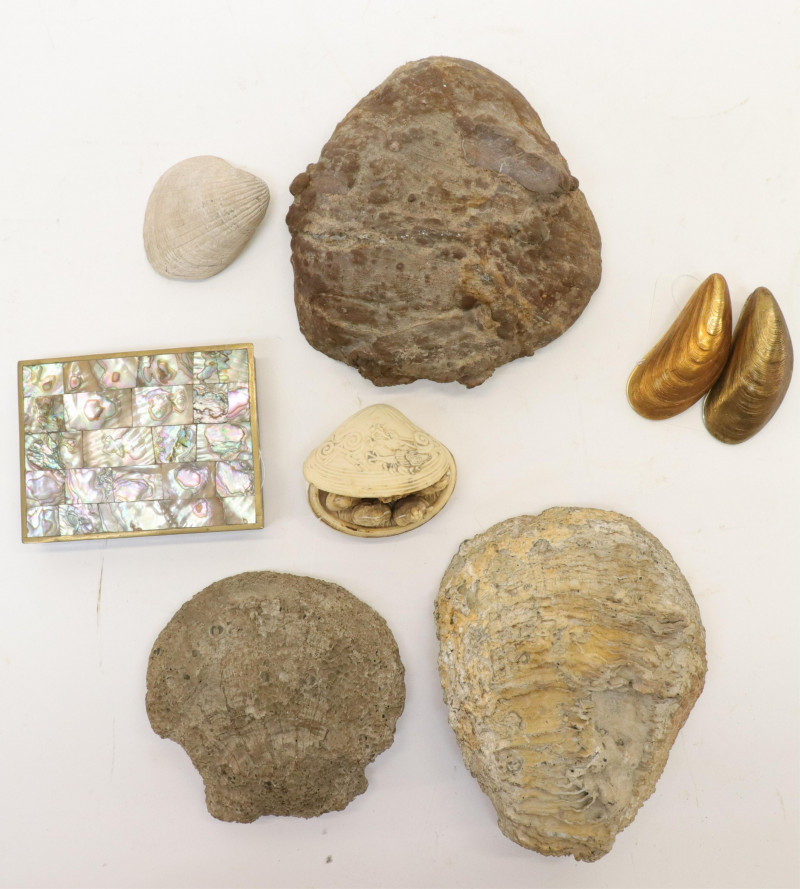 Group of 7 Shell Related Items