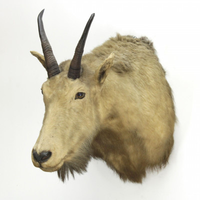 Image for Lot Mountain Sheep Mount