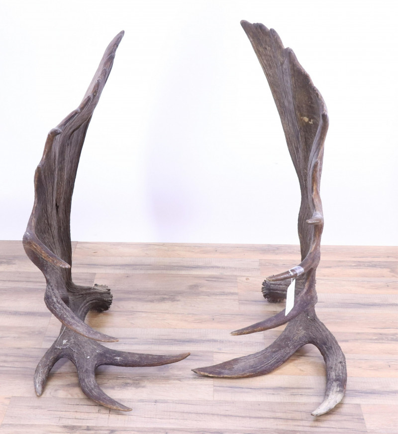 Pair of Moose Antlers