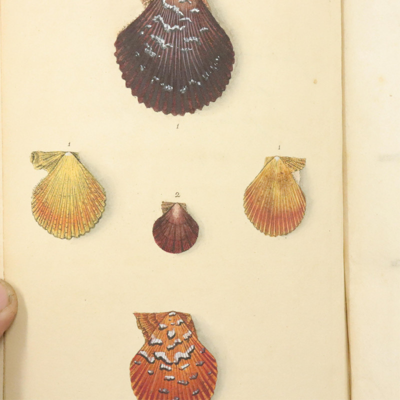 Donovan British Shells 17991803 5 vols