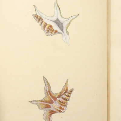 Donovan British Shells 17991803 5 vols