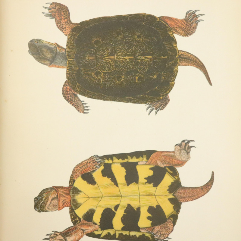 Babcock The Turtles of New England 1919