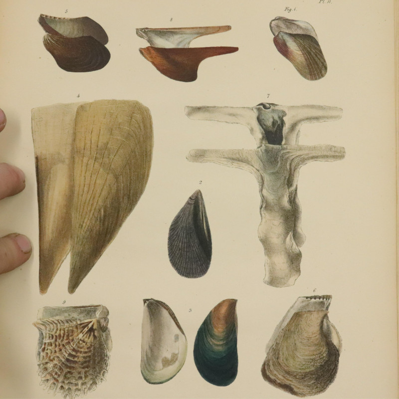Crouch on Lamarck's Conchology 1826