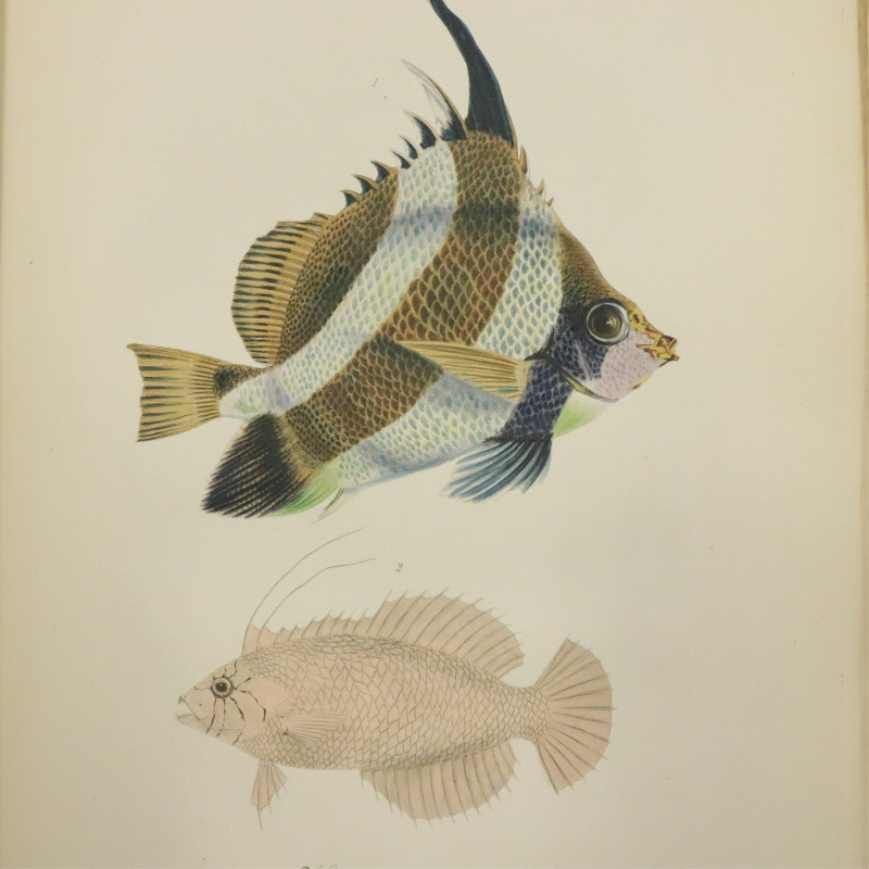 Zoology of Captain Beechey's Voyage 1839