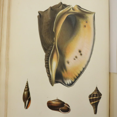 Zoology of Captain Beechey's Voyage 1839