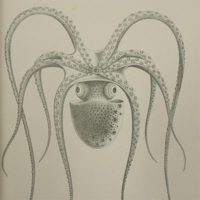 Risso on Cephalopodes 1854 one other
