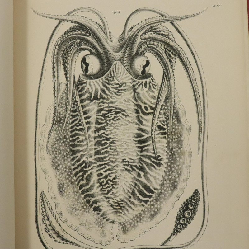Risso on Cephalopodes 1854 one other