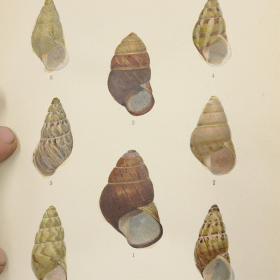 Shells of the Philipines 2vols 1890 1892