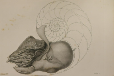 Owen's Memoir of the Pearly Nautilus 1837