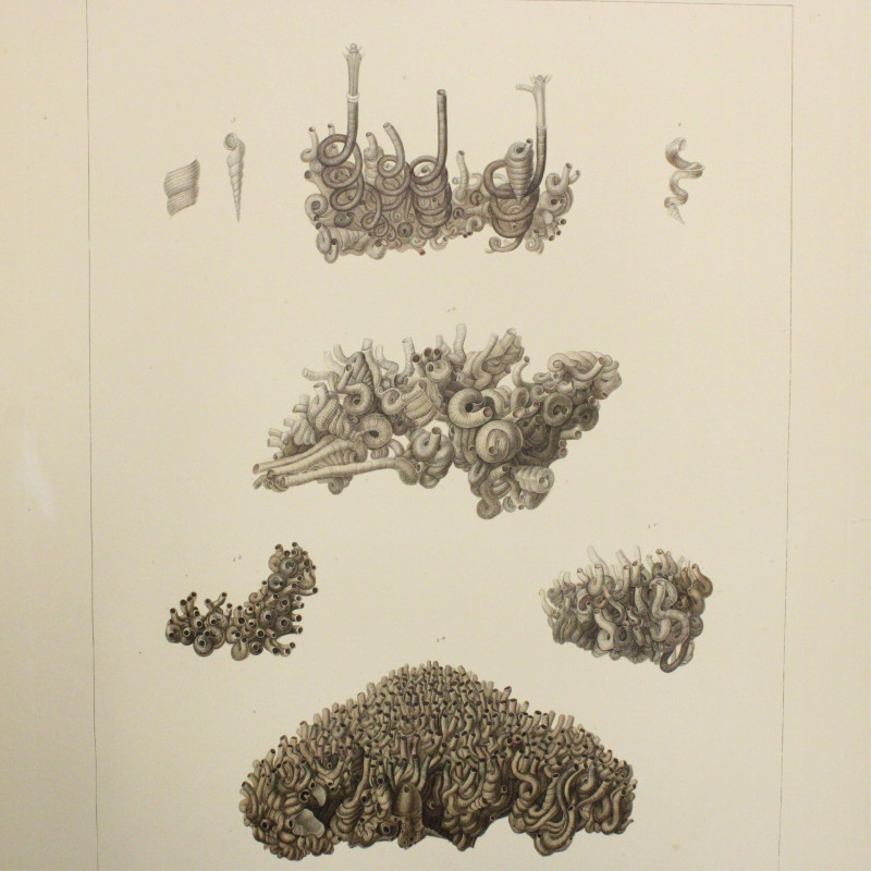 Small collection of Conchology prints etc