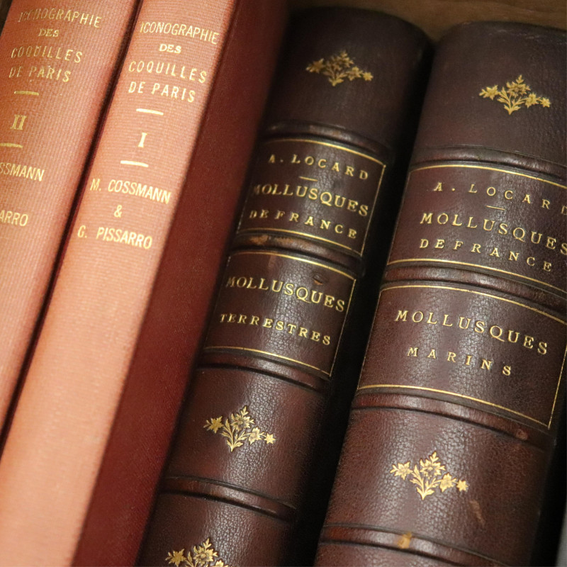 Group of books on shells of France Belgium