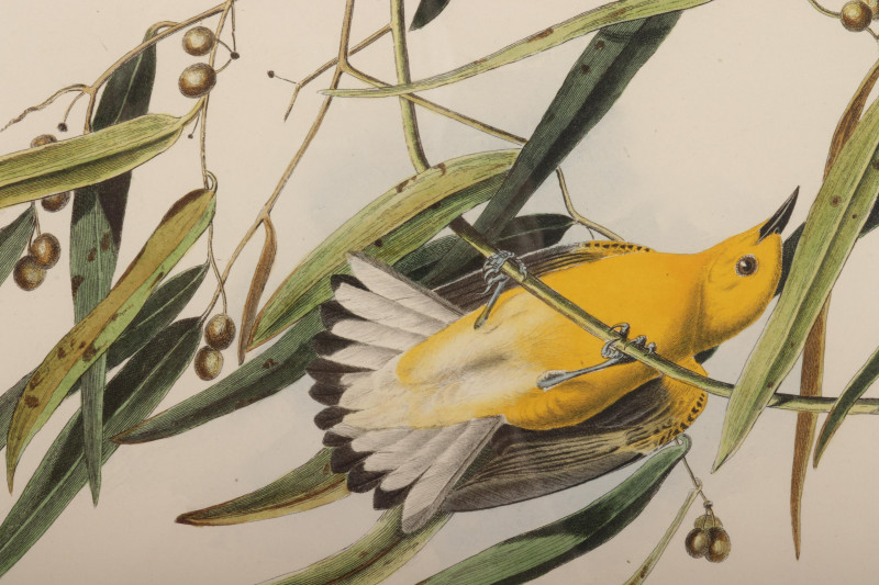 John J Audubon Prothonotary Warbler engraving