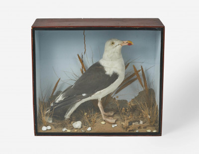 Image for Lot Unknown Artist - Seagull Diorama