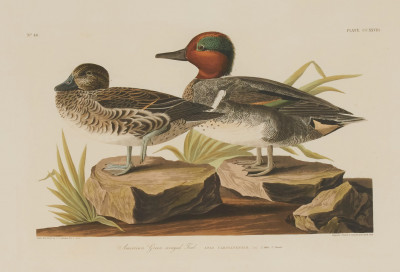 Image for Lot after John James Audubon - American Green Winged Teal, Plate CCXXVIII