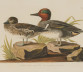 Image for Artist after John James Audubon